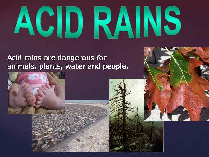 Acid rains are dangerous for animals, plants, water and people. 