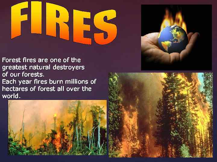 Forest fires are one of the greatest natural destroyers of our forests. Each year