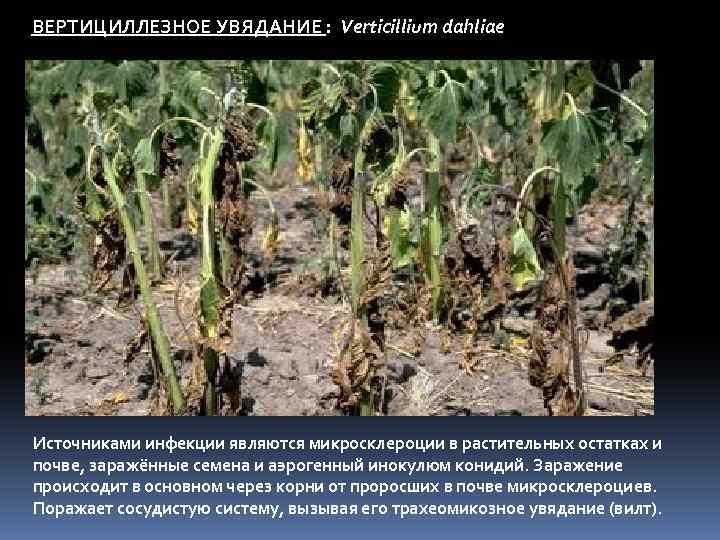 ВЕРТИЦИЛЛЕЗНОЕ УВЯДАНИЕ : Verticillium dahliae Источниками инфекции являются микросклероции в растительных остатках и почве,