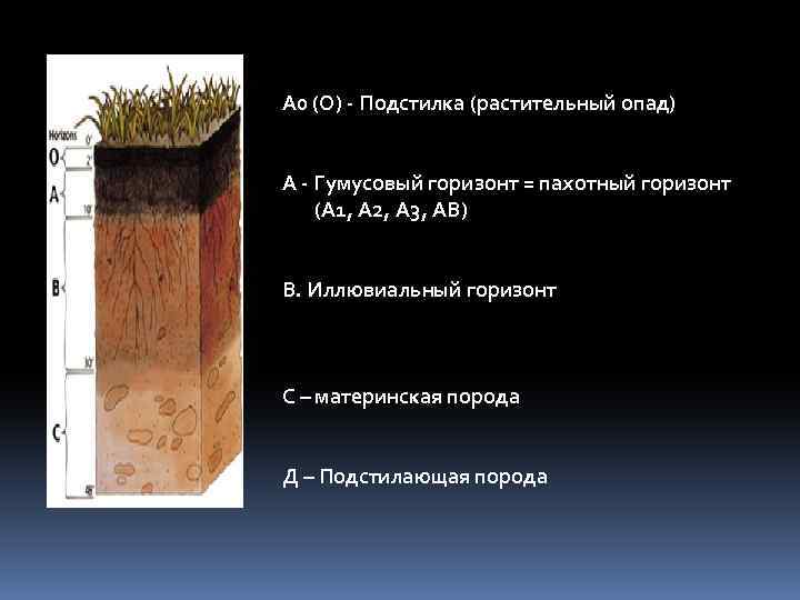 А 0 (О) - Подстилка (растительный опад) А - Гумусовый горизонт = пахотный горизонт