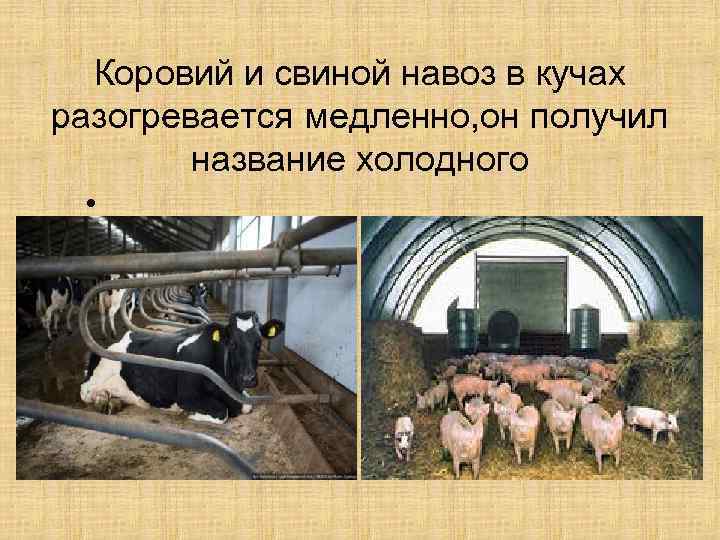 Коровий и свиной навоз в кучах разогревается медленно, он получил название холодного • 