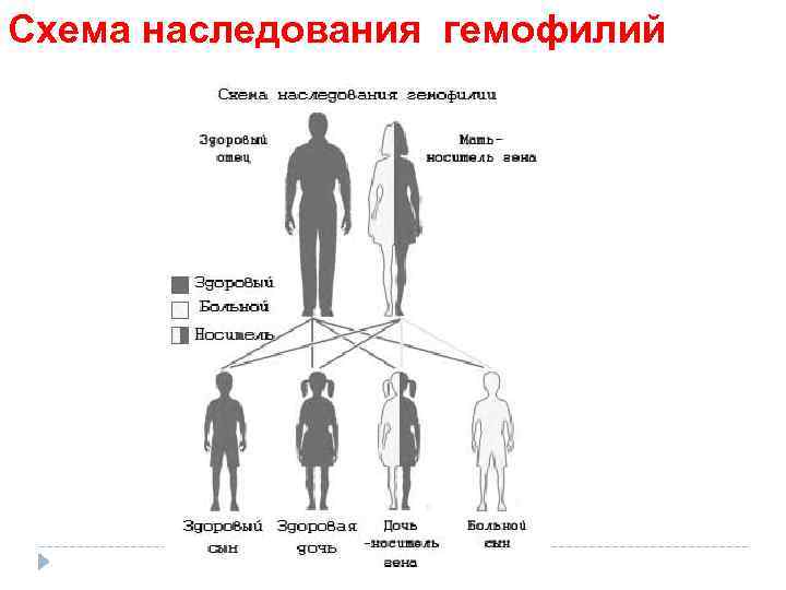 Схема наследования гемофилий заболевания. 