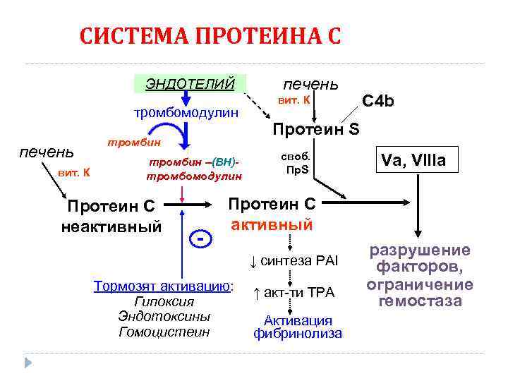 СИСТЕМА ПРОТЕИНА С ЭНДОТЕЛИЙ тромбомодулин печень вит. К тромбин –(ВН)тромбомодулин Протеин С неактивный -