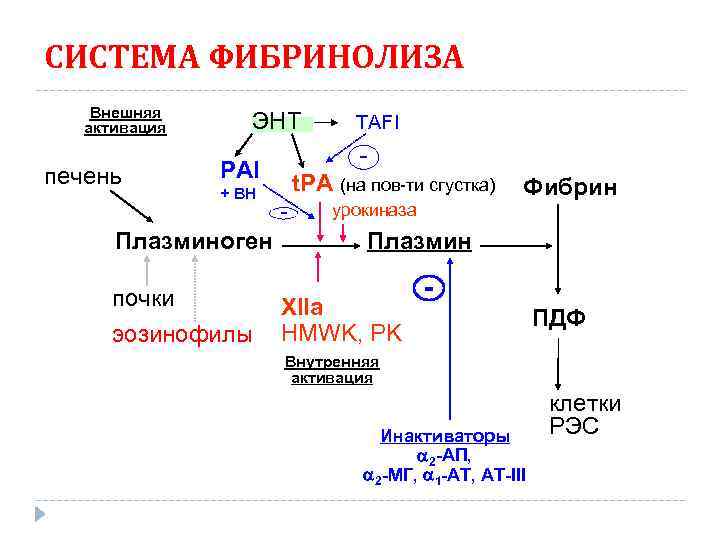 Схема фибринолиза физиология