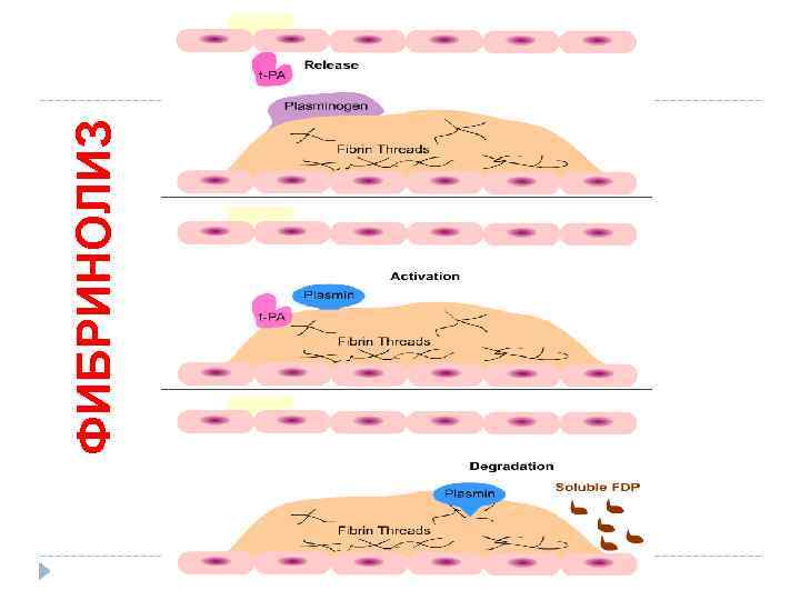 ФИБРИНОЛИЗ 