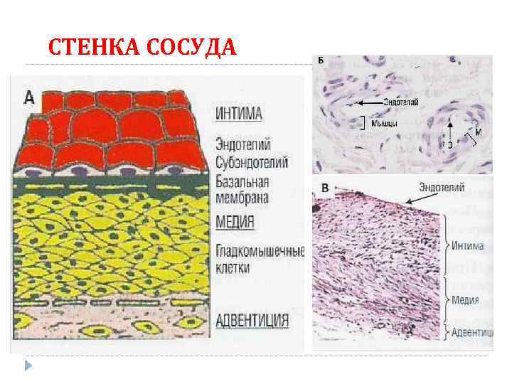 СТЕНКА СОСУДА Долгов В. В. , Свирин П. В. , 2005 