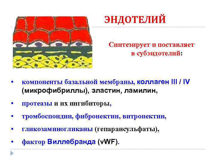 ЭНДОТЕЛИЙ Синтезирует и поставляет в субэндотелий: • компоненты базальной мембраны, коллаген III / IV