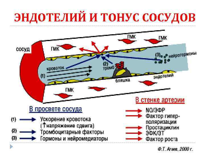 ЭНДОТЕЛИЙ И ТОНУС СОСУДОВ 