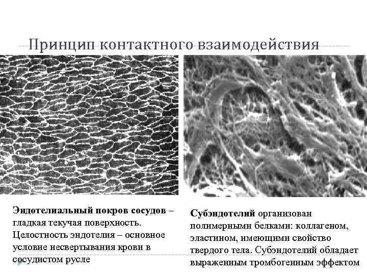 Принцип контактного взаимодействия Эндотелиальный покров сосудов – гладкая текучая поверхность. Целостность эндотелия – основное