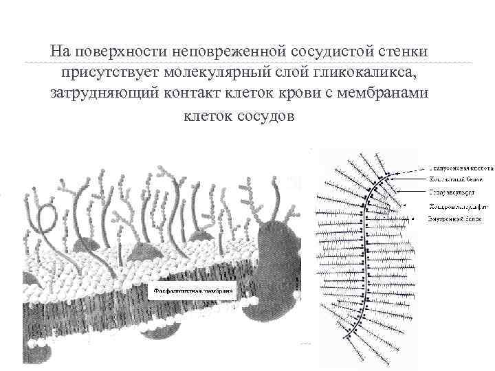 На поверхности неповреженной сосудистой стенки присутствует молекулярный слой гликокаликса, затрудняющий контакт клеток крови с