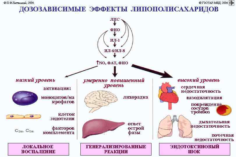 © П. Ф. Литвицкий, 2004 © ГЭОТАР-МЕД, 2004 ДОЗОЗАВИСИМЫЕ ЭФФЕКТЫ ЛИПОПОЛИСАХАРИДОВ ЛПС ФНО ИЛ-1