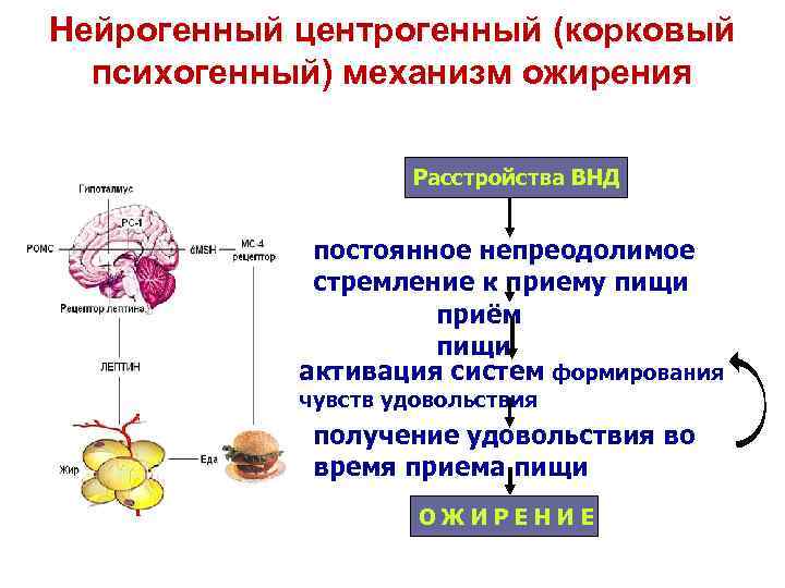 Нейрогенный центрогенный (корковый психогенный) механизм ожирения Расстройства ВНД постоянное непреодолимое стремление к приему пищи