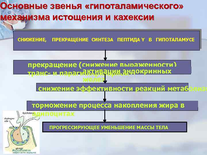 Основные звенья «гипоталамического» механизма истощения и кахексии СНИЖЕНИЕ, ПРЕКРАЩЕНИЕ СИНТЕЗА ПЕПТИДА Y В ГИПОТАЛАМУСЕ