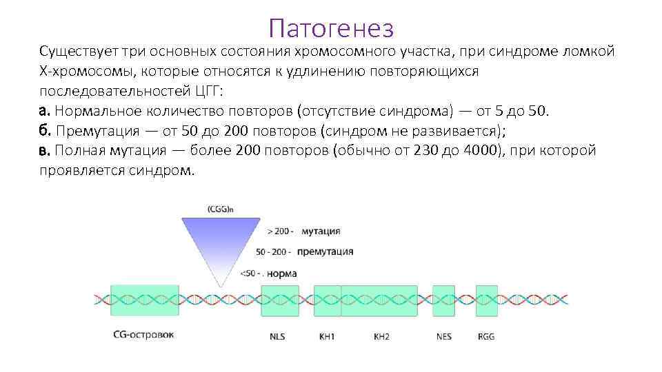 Патогенез Существует три основных состояния хромосомного участка, при синдроме ломкой Х-хромосомы, которые относятся к