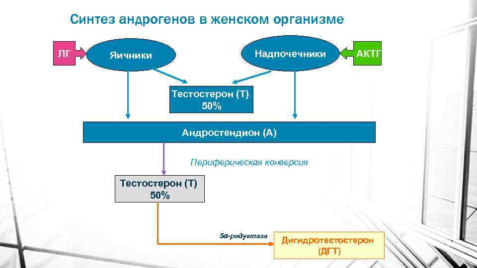 Синтез андрогенов в женском организме ЛГ Надпочечники Яичники АКТГ Тестостерон (Т) 50% Андростендион (А)