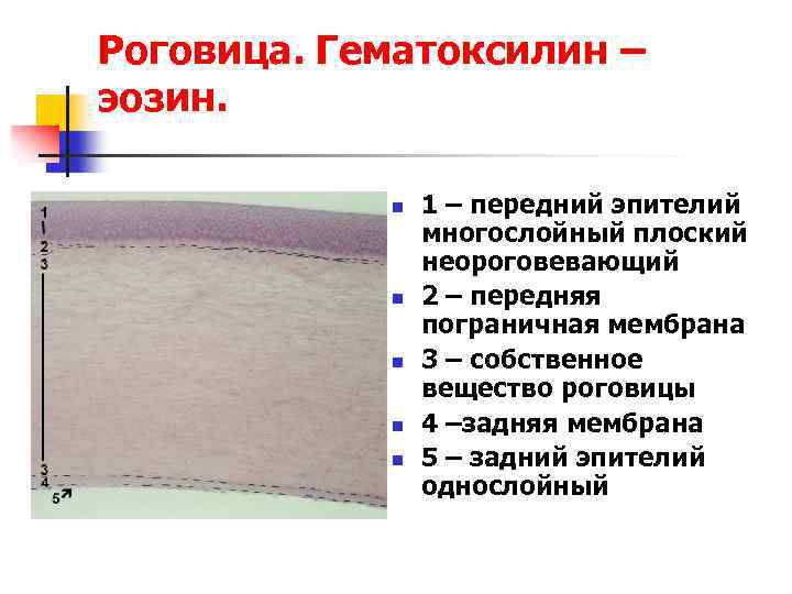 Роговица. Гематоксилин – эозин. n n n 1 – передний эпителий многослойный плоский неороговевающий