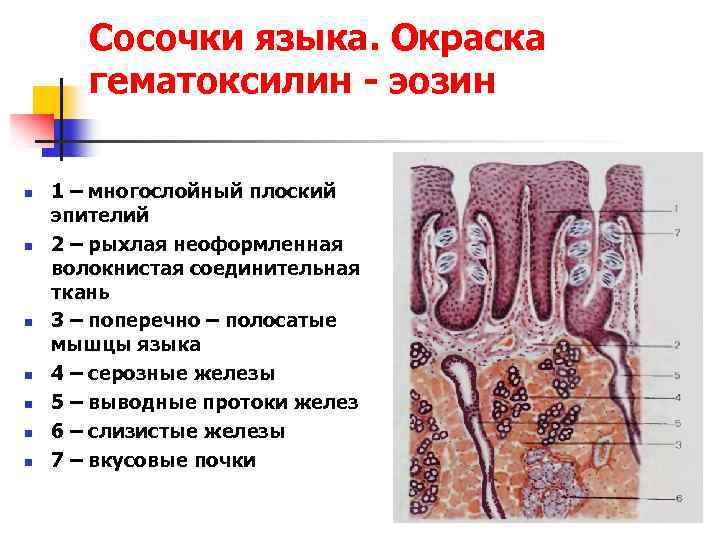 Сосочки языка. Окраска гематоксилин - эозин n n n n 1 – многослойный плоский