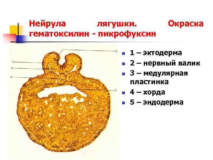 Нейрула рисунок с подписями