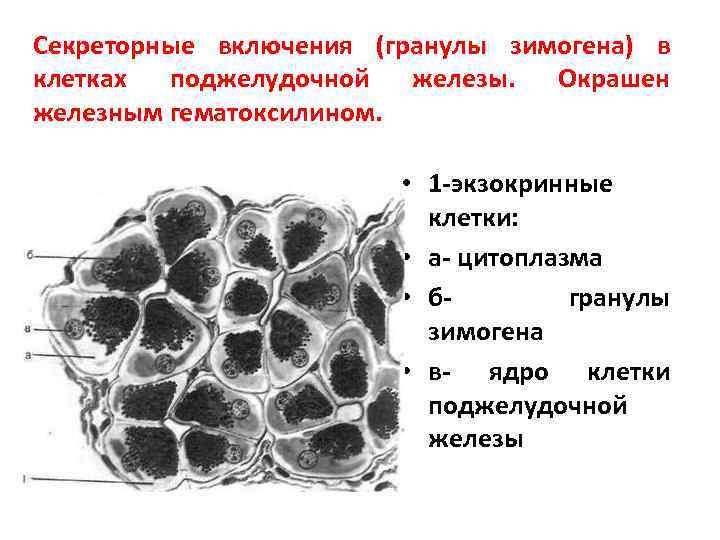 Виды неклеточных структур