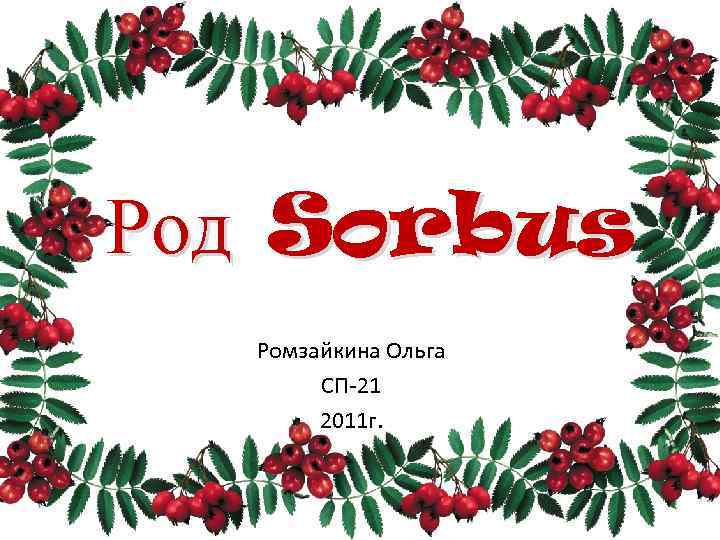 Род Sorbus Ромзайкина Ольга СП-21 2011 г. 
