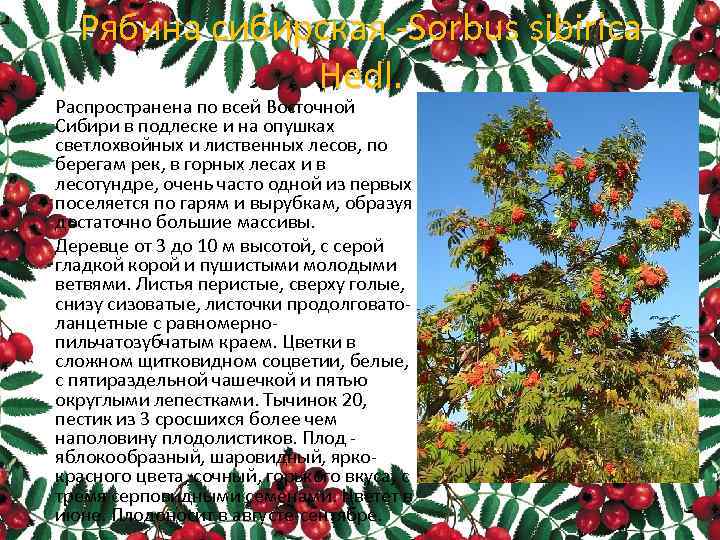 Рябина сибирская -Sorbus sibirica Hedl. Распространена по всей Восточной Сибири в подлеске и на