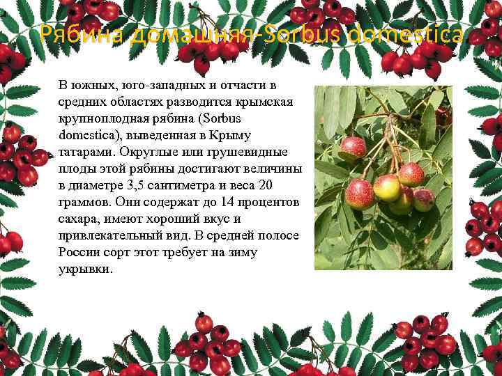 Рябина домашняя-Sorbus domestica В южных, юго западных и отчасти в средних областях разводится крымская