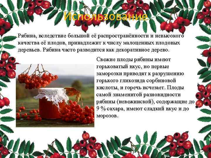 Использование Рябина, вследствие большой её распространённости и невысокого качества её плодов, принадлежит к числу