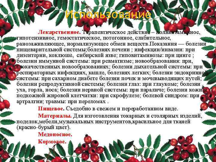Использование Лекарственное. Терапевтическое действие – поливитаминное, гипотензивное, гемостатическое, потогонное, слабительное, ранозаживляющее, нормализующее обмен веществ.