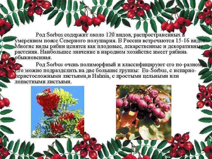 Род Sorbus содержит около 120 видов, распространенных в умеренном поясе Северного полушария. В России