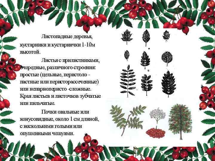 Листопадные деревья, кустарники и кустарнички 1 10 м высотой. Листья с прилистниками, очередные, различного