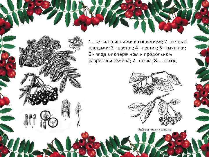 1 - ветвь с листьями и соцветием; 2 - ветвь с плодами; 3 -