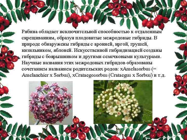 Рябина обладает исключительной способностью к отдаленным скрещиваниям, образуя плодовитые межродовые гибриды. В природе обнаружены