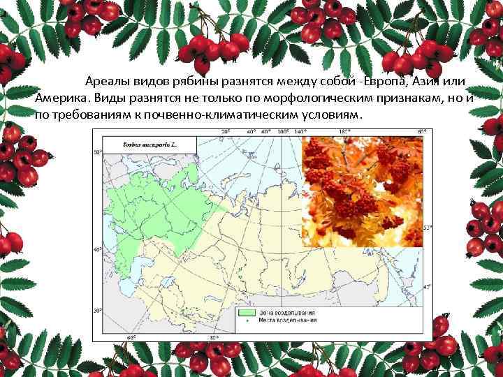 Ареалы видов рябины разнятся между собой -Европа, Азия или Америка. Виды разнятся не только