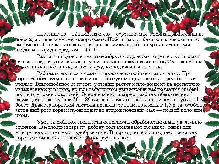 Цветение 10— 12 дней, нача ло— середина мая. Рябина практически не повреждается весенними заморозками.