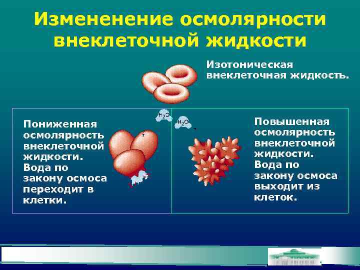 Измененение осмолярности внеклеточной жидкости Изотоническая внеклеточная жидкость. Пониженная осмолярность внеклеточной жидкости. Вода по закону