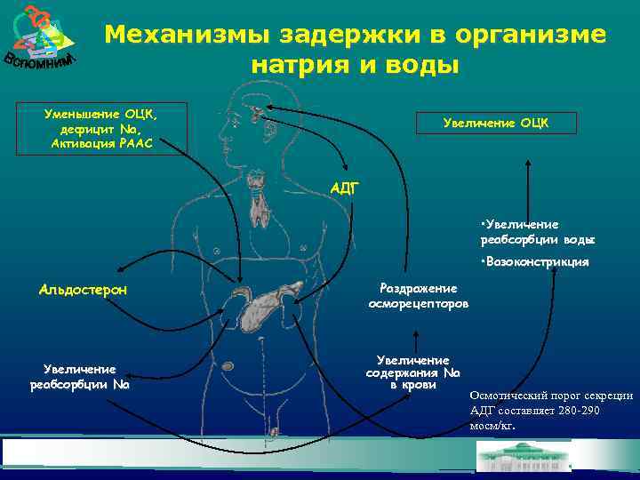 Механизмы задержки в организме натрия и воды Уменьшение ОЦК, дефицит Na, Активация РААС Увеличение