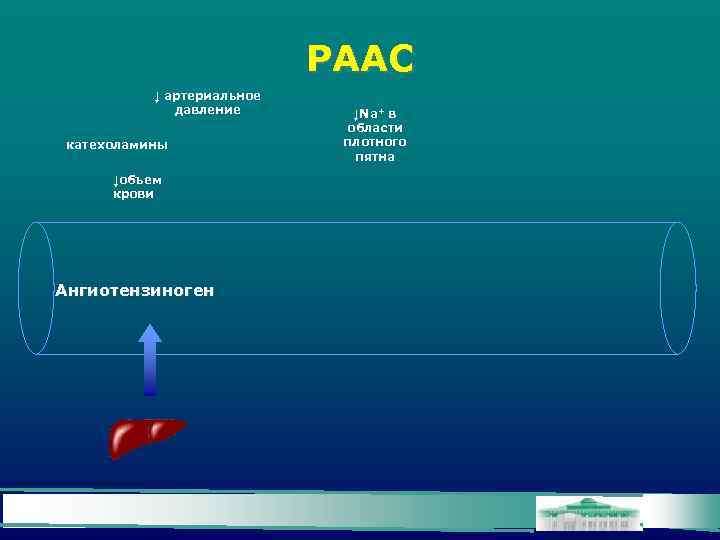 РААС ↓ артериальное давление катехоламины ↓объем крови Ангиотензиноген ↓Na+ в области плотного пятна 