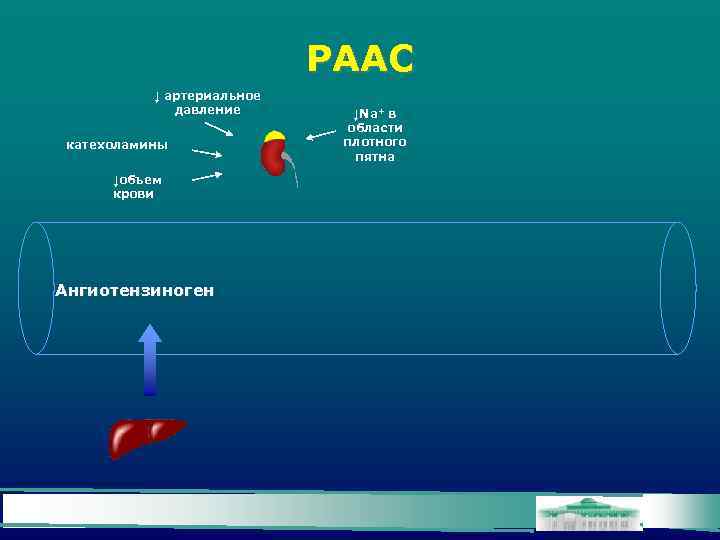 РААС ↓ артериальное давление катехоламины ↓объем крови Ангиотензиноген ↓Na+ в области плотного пятна 