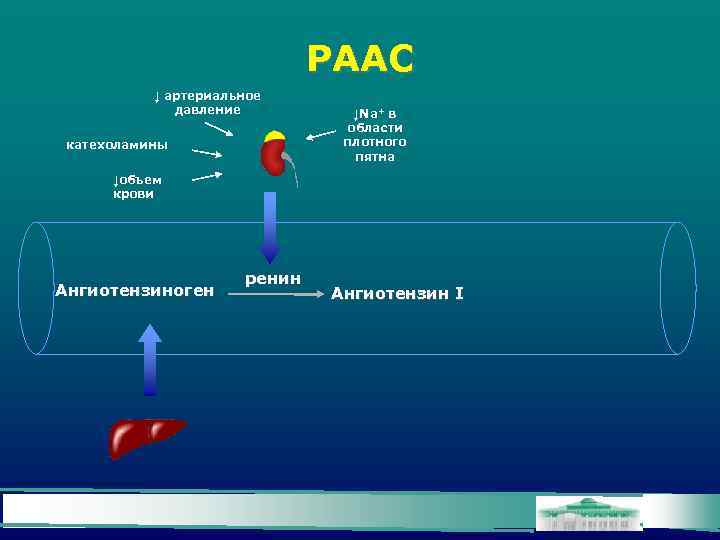 РААС ↓ артериальное давление катехоламины ↓Na+ в области плотного пятна ↓объем крови Ангиотензиноген ренин