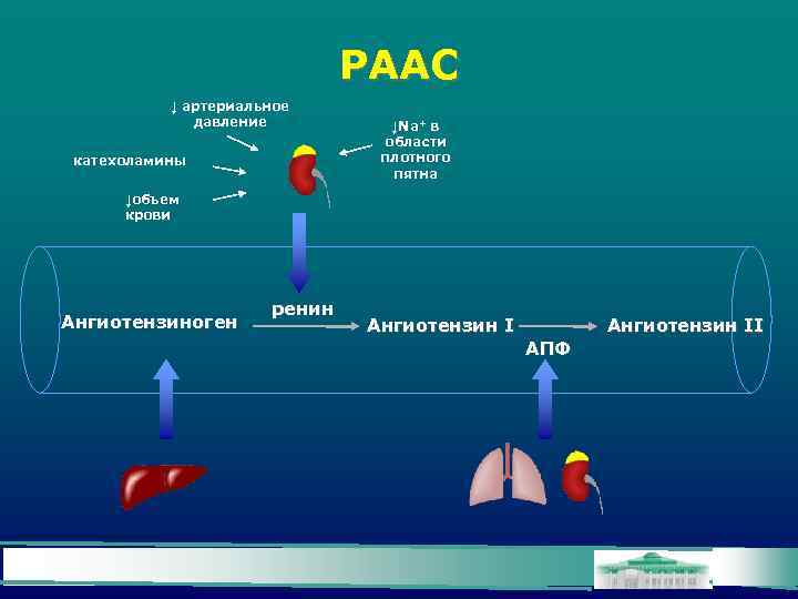 РААС ↓ артериальное давление катехоламины ↓Na+ в области плотного пятна ↓объем крови Ангиотензиноген ренин