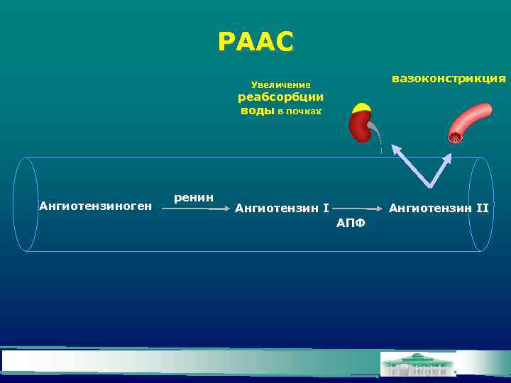 РААС вазоконстрикция Увеличение реабсорбции воды в почках Ангиотензиноген ренин Ангиотензин II АПФ 