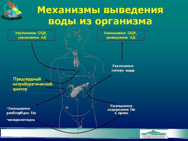 Механизмы выведения воды из организма Увеличение ОЦК, увеличение АД Уменьшение ОЦК, уменьшение АД Увеличение