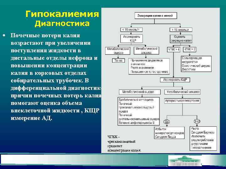 Гипокалиемия Диагностика • Почечные потери калия возрастают при увеличении поступления жидкости в дистальные отделы