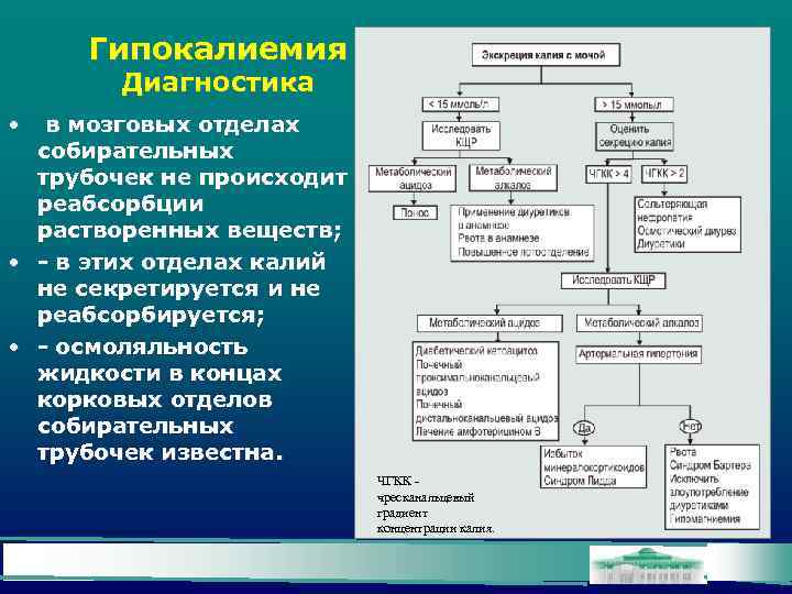 Гипокалиемия Диагностика • в мозговых отделах собирательных трубочек не происходит реабсорбции растворенных веществ; •