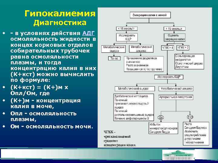 Гипокалиемия Диагностика • - в условиях действия АДГ осмоляльность жидкости в концах корковых отделов