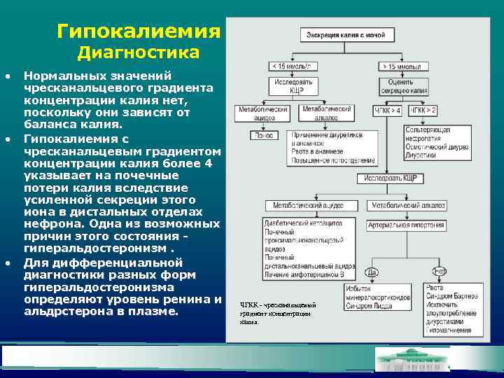 Гипокалиемия Диагностика • • • Нормальных значений чресканальцевого градиента концентрации калия нет, поскольку они