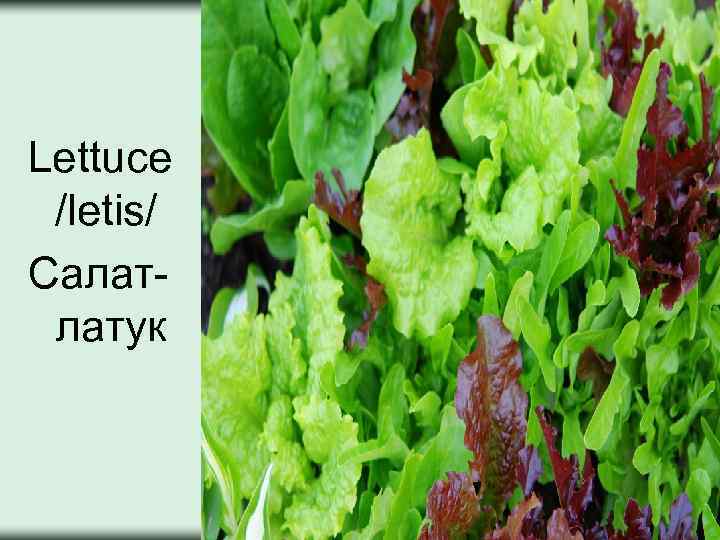 Lettuce /letis/ Салатлатук 
