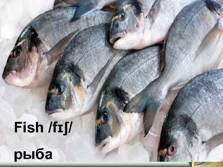 Fish /fɪʃ/ рыба 