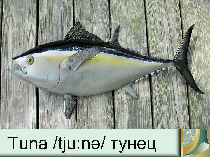 Tuna /tju: nə/ тунец 