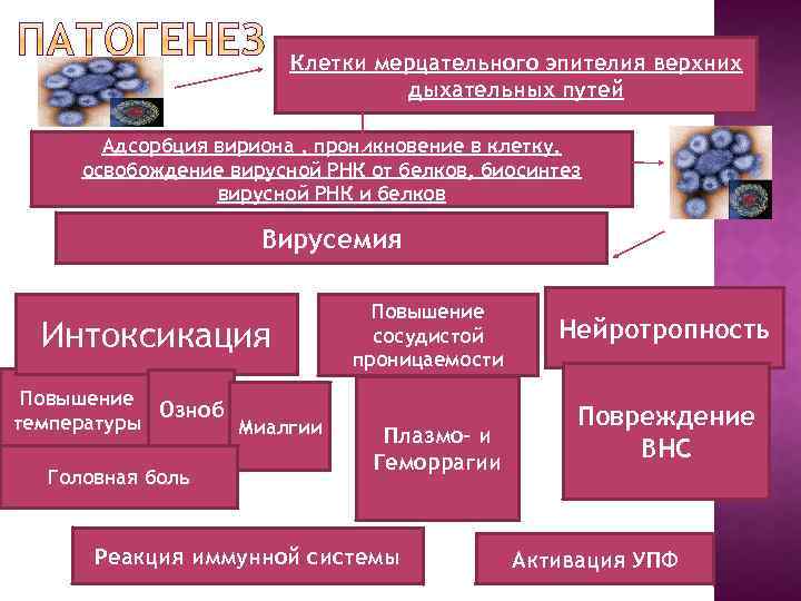 Клетки мерцательного эпителия верхних дыхательных путей Адсорбция вириона , проникновение в клетку, освобождение вирусной